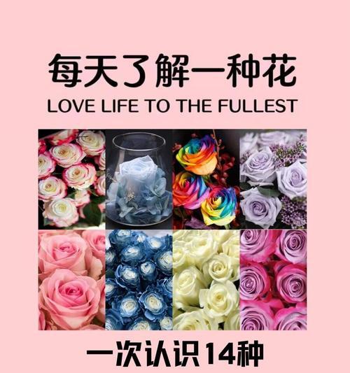 玫瑰花的花语是什么？它代表了哪些情感？