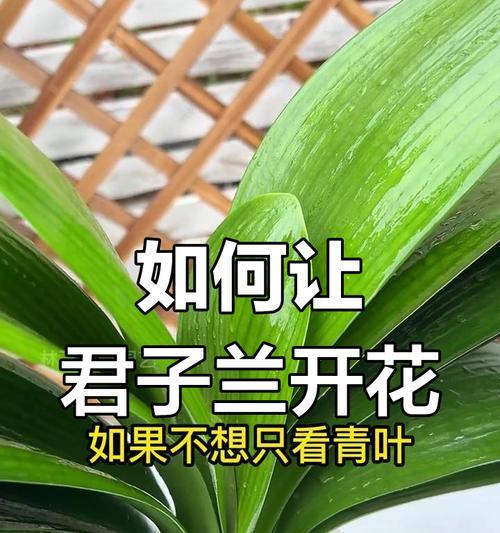 君子兰壮实却不开花的解决方法是什么？