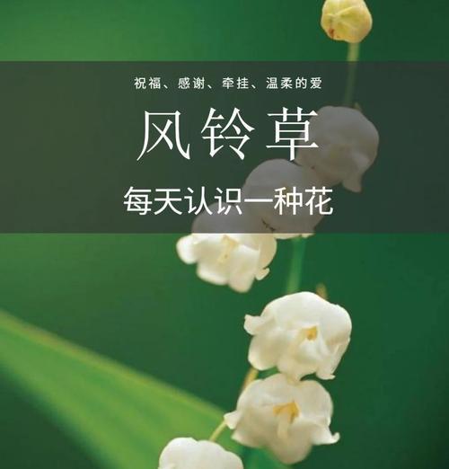 哪种花语最能表达牵挂之情？