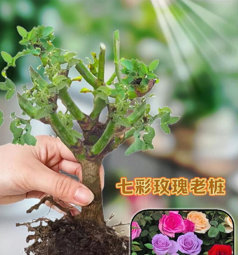 玫瑰花的最佳嫁接时间是什么时候？嫁接后如何管理？