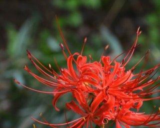 花语晴天能激发哪些诗句？如何用诗句表达？