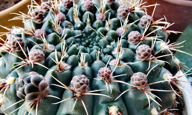 四棵仙人球一起种植的正确方法是什么？