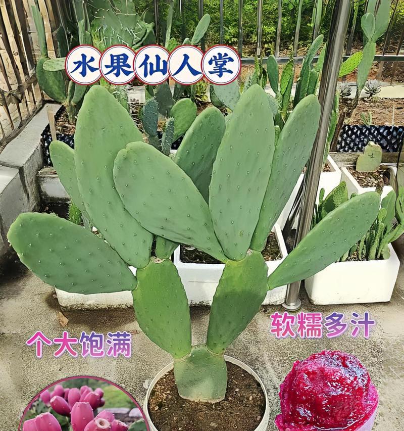 室内盆景仙人掌养护有哪些要点？