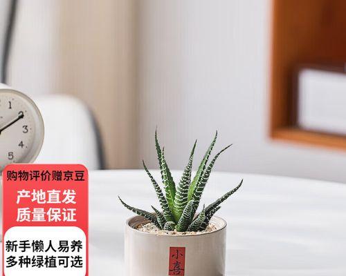 室内盆景仙人掌养护有哪些要点？