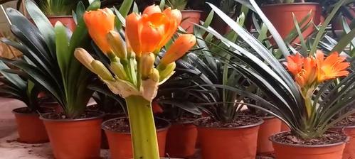 君子兰如何实现反复开花结果？需要哪些特别的养护？