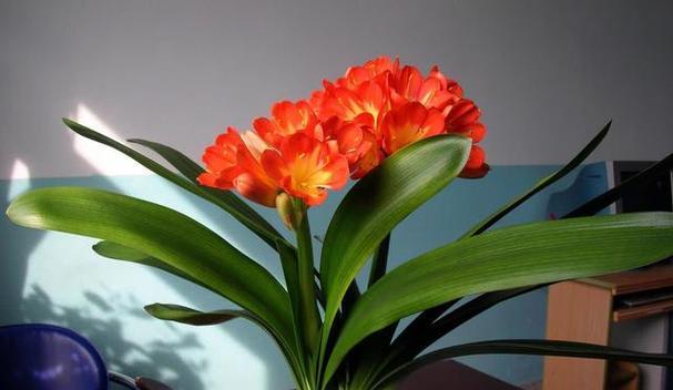 君子兰如何实现反复开花结果？需要哪些特别的养护？