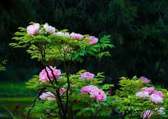 牡丹花败后叶子枯萎的原因是什么？