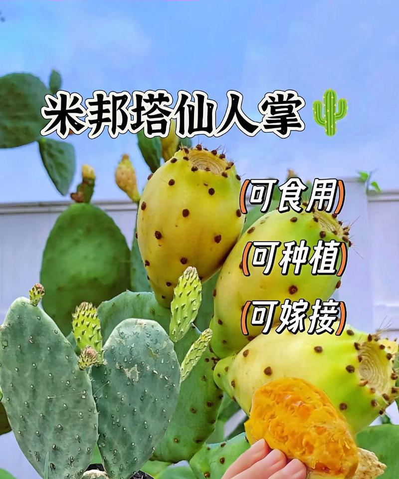 仙人掌快速种植的方法是什么？