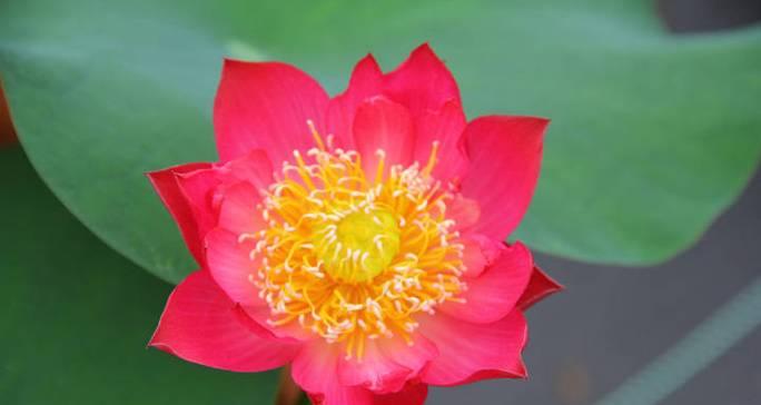 7月5日适合送什么花？