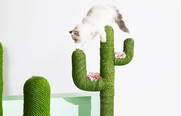 香蕉猫仙人掌怎么养才能开花？