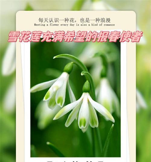 染地报春的花语是什么意思？它象征着什么？
