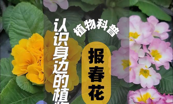 染地报春的花语是什么意思？它象征着什么？