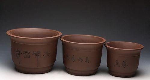 君子兰养成桩的养护管理技巧有哪些？