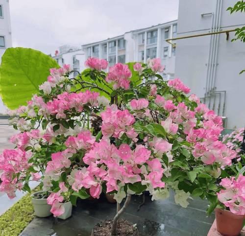君子兰养成桩的养护管理技巧有哪些？