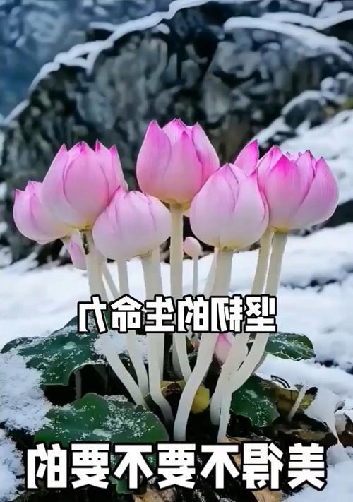 坚强不懈的花语是什么？这种花语如何激励我们面对困难？