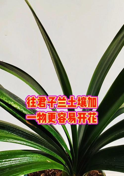 东北君子兰土壤配比方法是什么？