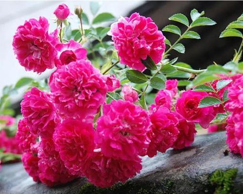 黑紫蔷薇的花语与寓意是什么？黑紫蔷薇在花语中象征着什么？