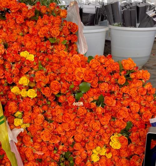 橙色芭比玫瑰花怎么修剪？修剪技巧有哪些？