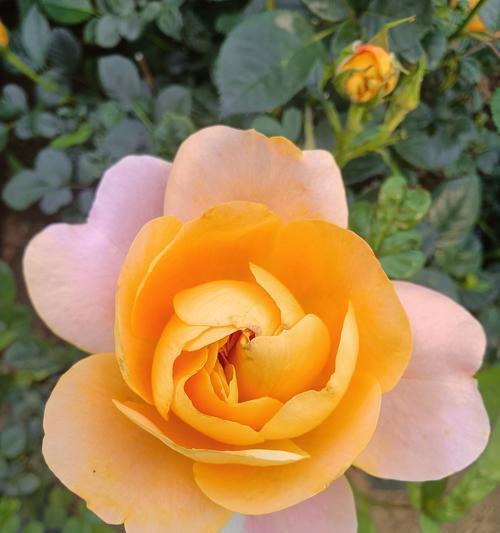橙色芭比玫瑰花怎么修剪？修剪技巧有哪些？