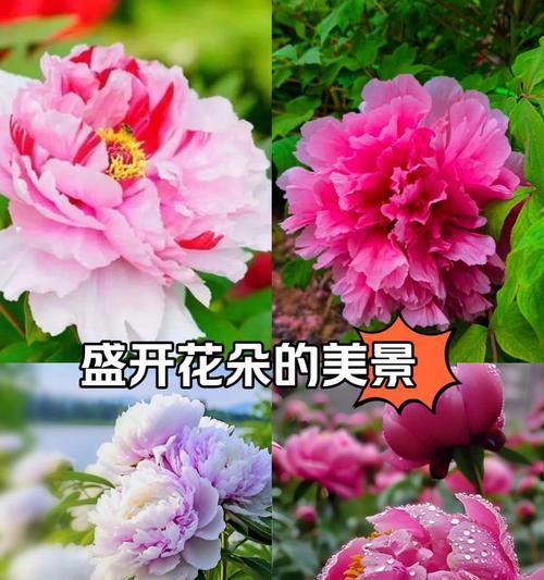 家中养殖牡丹花的注意事项有哪些？如何在家中养好牡丹花？