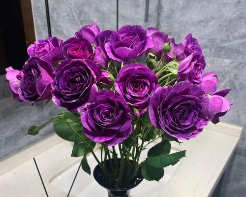 玫瑰花紫色苗的养护技巧是什么？如何保持其鲜艳色彩？