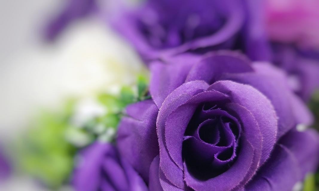 玫瑰花紫色苗的养护技巧是什么？如何保持其鲜艳色彩？