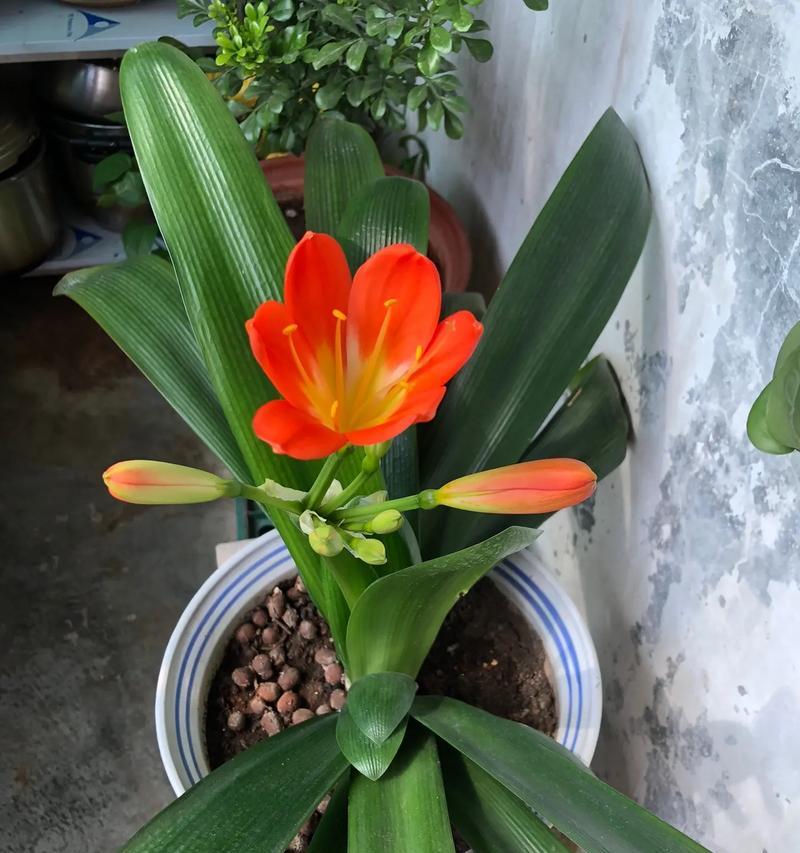 君子兰为何年年开花？背后的原因是什么？