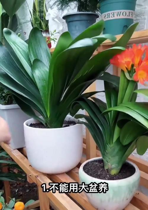 君子兰为何年年开花？背后的原因是什么？