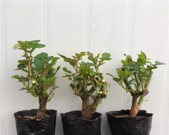 玫瑰花新芽干叶问题如何解决？