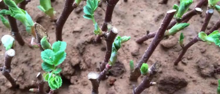 玫瑰花新芽干叶问题如何解决？