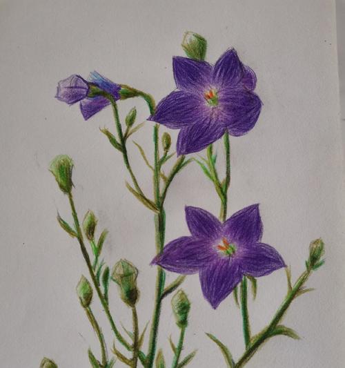 马甲草的花语是什么？它传达了哪些情感？