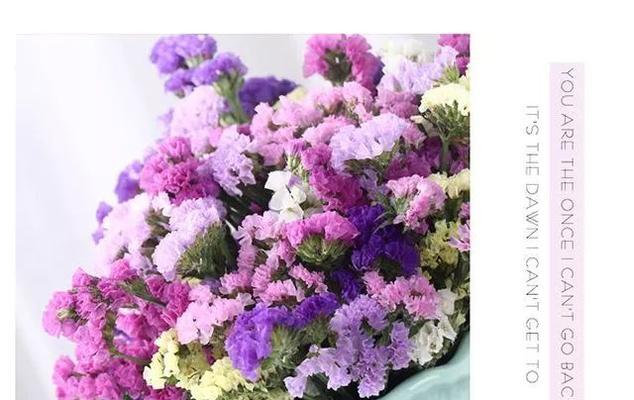 马甲草的花语是什么？它传达了哪些情感？