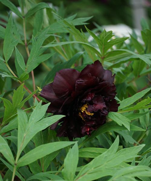 牡丹花王的花期能持续多久？如何延长花期？