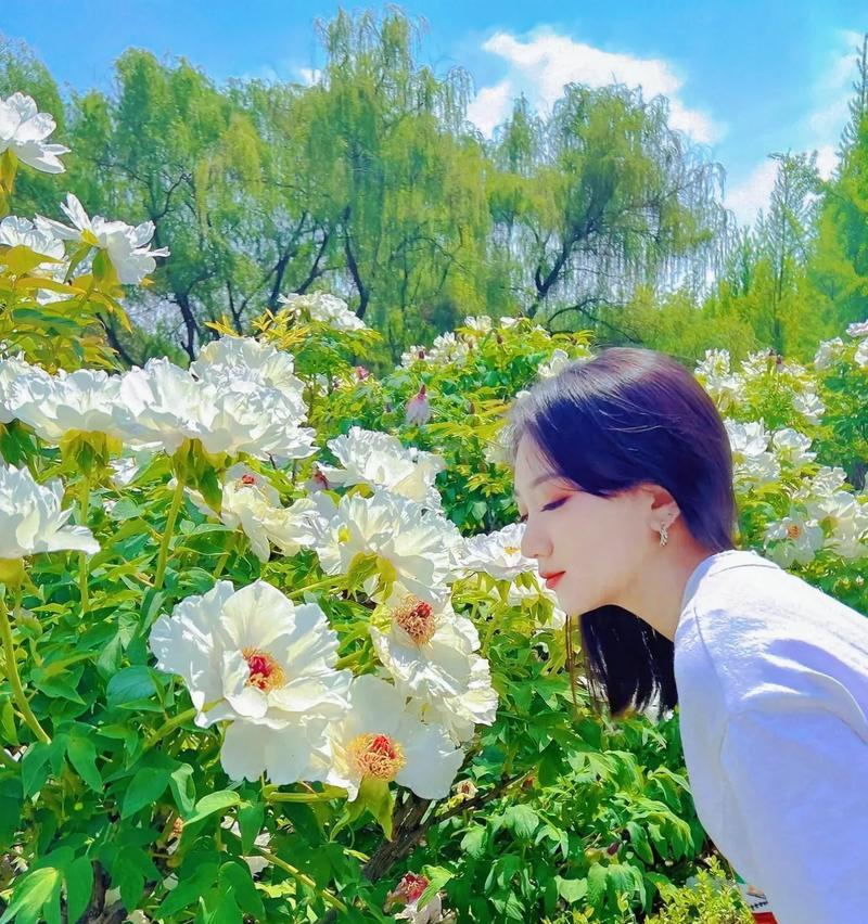 牡丹花王的花期能持续多久？如何延长花期？