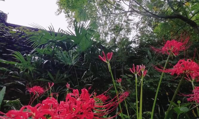 摩纳哥公爵花语有何特殊含义？