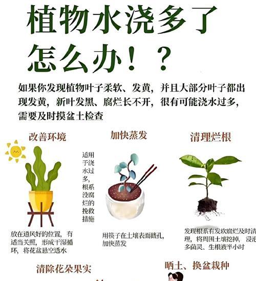 仙人球如何给水施肥最好？怎样才能确保其健康成长？