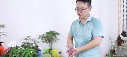 仙人球如何给水施肥最好？怎样才能确保其健康成长？