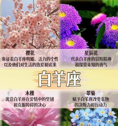 哪种花的花语代表相忘？