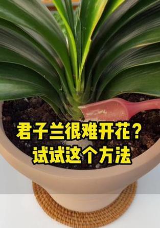 君子兰开花后如何进行养护和管理？