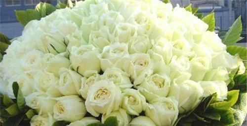 33朵白色玫瑰花的花语是什么？