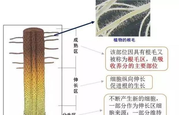 仙人掌剪根的正确方法是什么？为什么要剪根？