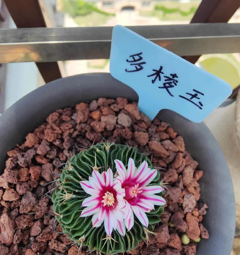 白檀仙人球红虫的养殖方法是什么？
