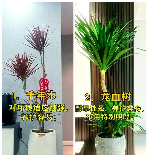 白檀仙人球红虫的养殖方法是什么？