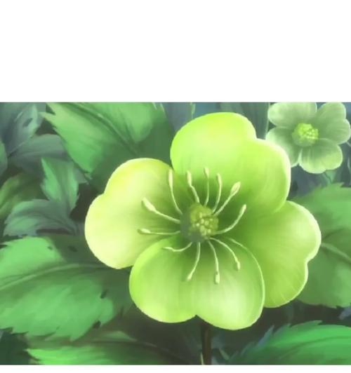 菟葵颜色的花语有何特殊意义？