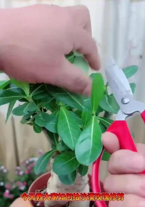秋天修剪玫瑰花的最佳方法是什么？如何正确修剪？