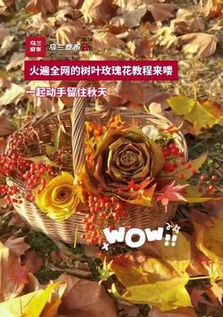 秋天修剪玫瑰花的最佳方法是什么？如何正确修剪？