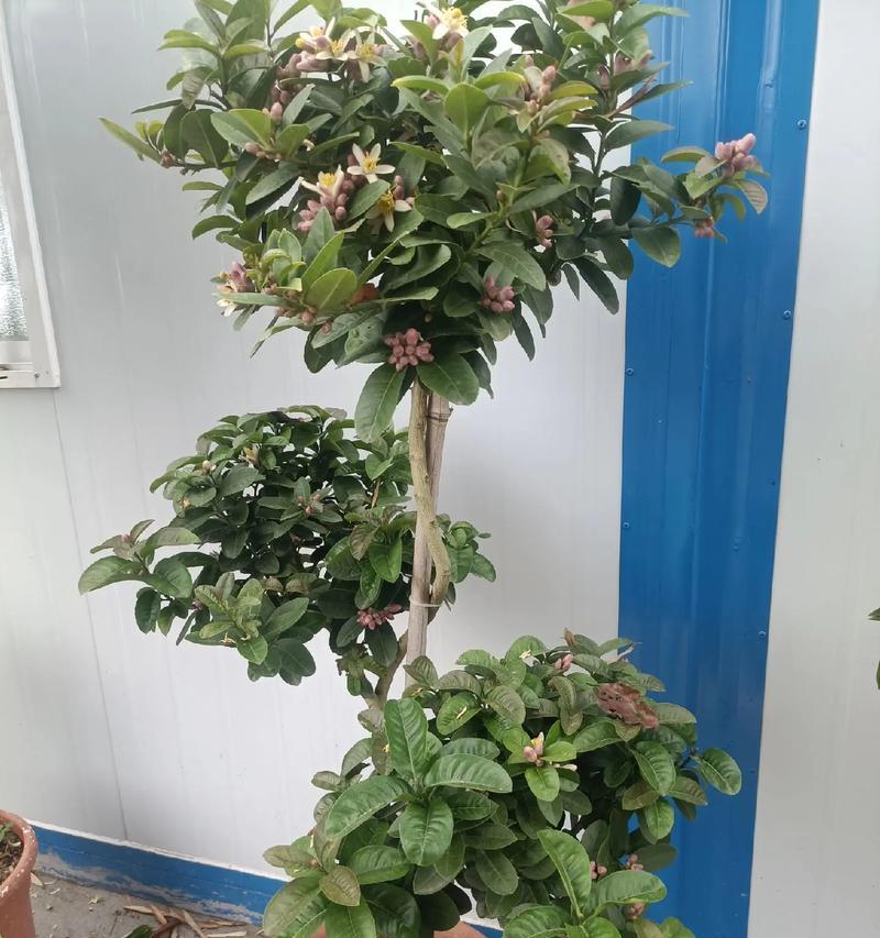 柠檬花的花语有哪些独特之处？它象征着什么？