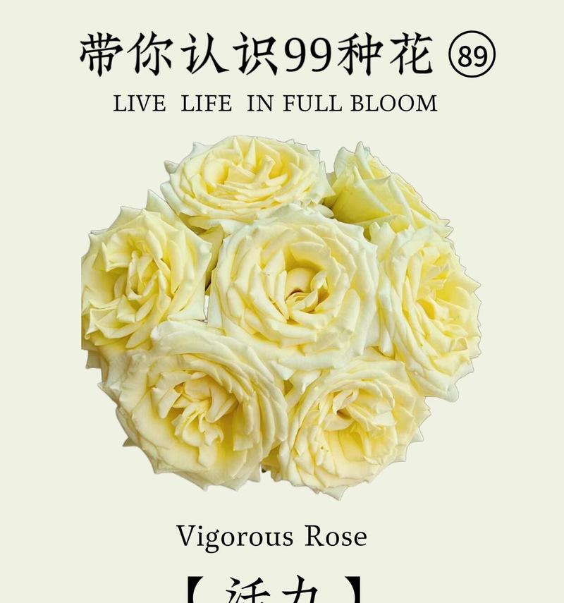 柠檬花的花语有哪些独特之处？它象征着什么？