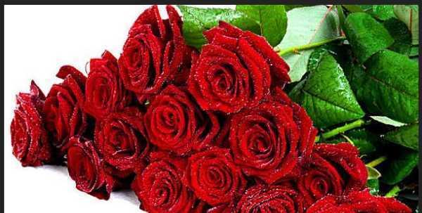 6朵玫瑰花代表什么意思是什么？六朵玫瑰花传递了哪些情感？