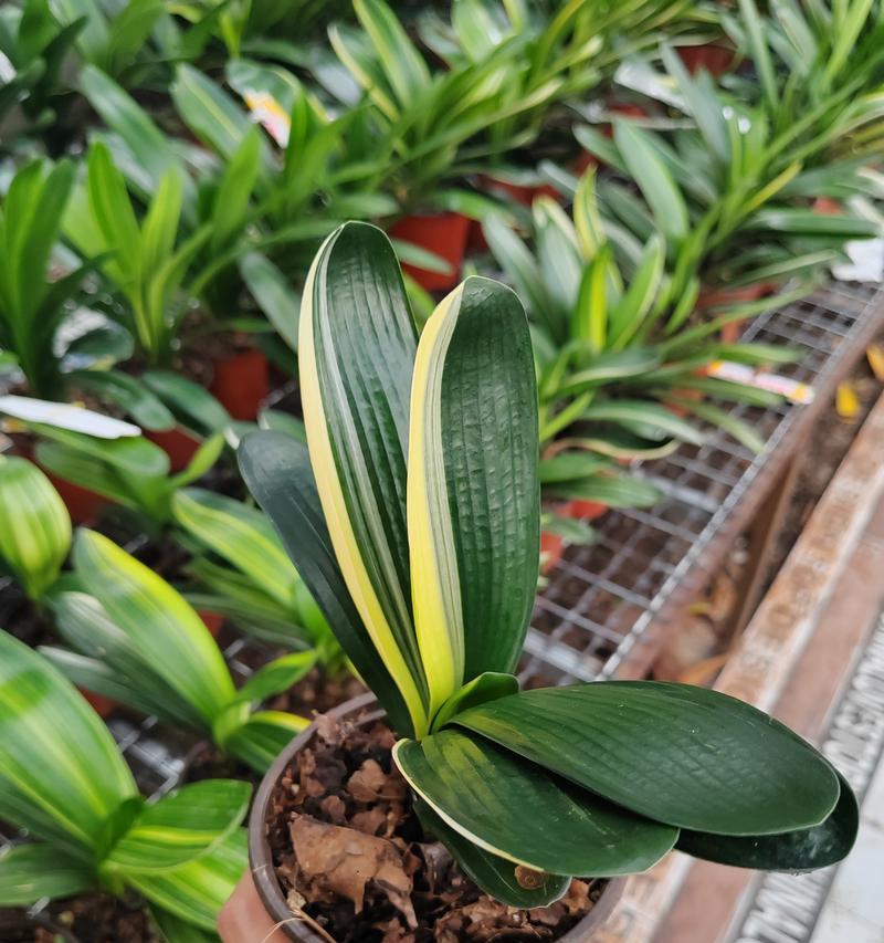 这君子兰好看吗怎么养？有哪些养护技巧和注意事项？